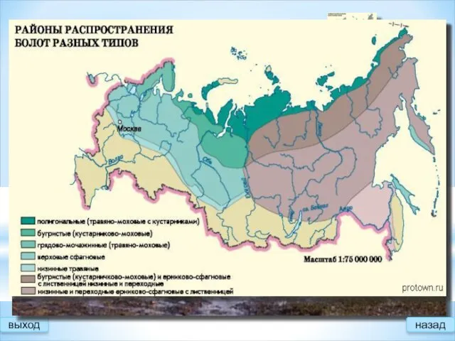 выход Виды болот Верховые Низинные Формируются в условиях застаивания поверхностных вод на