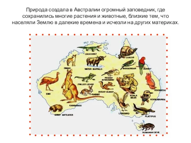 Природа создала в Австралии огромный заповедник, где сохранились многие растения и животные,