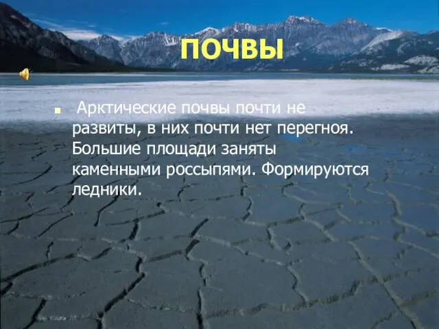 ПОЧВЫ Арктические почвы почти не развиты, в них почти нет перегноя. Большие