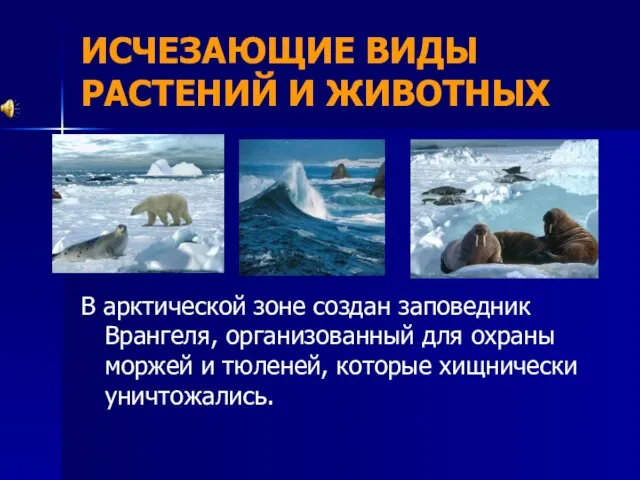 ИСЧЕЗАЮЩИЕ ВИДЫ РАСТЕНИЙ И ЖИВОТНЫХ В арктической зоне создан заповедник Врангеля, организованный