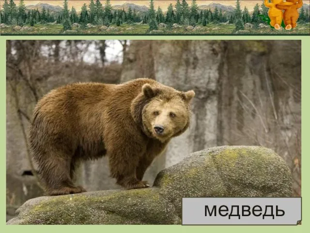 медведь