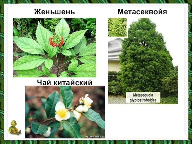 Женьшень Чай китайский Метасеквойя