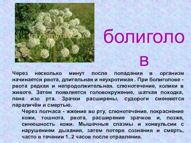 Через несколько минут после попадания в организм начинается рвота, длительная и неукротимая