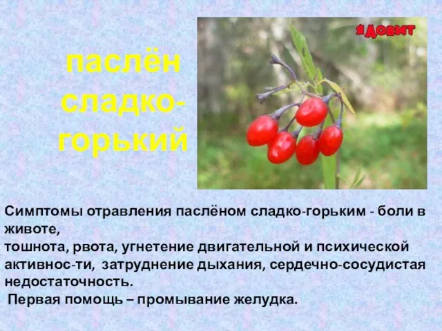 паслён сладко-горький Симптомы отравления паслёном сладко-горьким - боли в животе, тошнота, рвота,