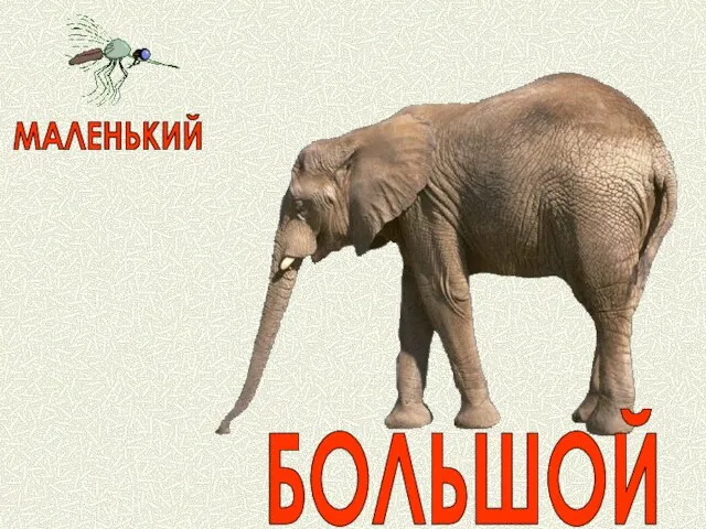 БОЛЬШОЙ МАЛЕНЬКИЙ