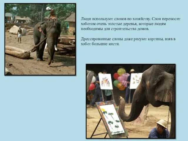 Люди используют слонов по хозяйству. Слон переносит хоботом очень толстые деревья, которые