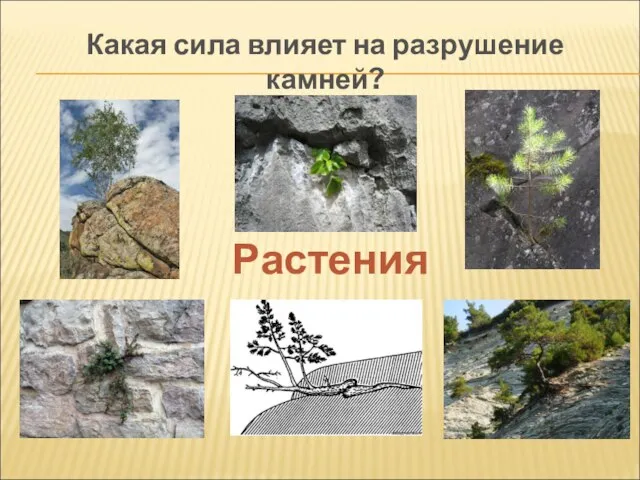 Какая сила влияет на разрушение камней? Растения