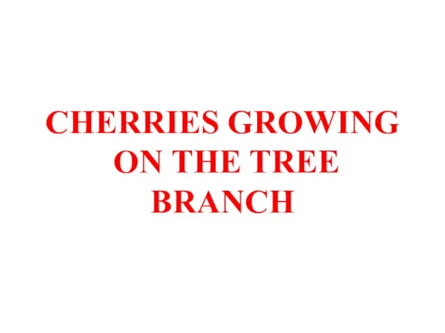 CHERRIES GROWING ON THE TREE BRANCH