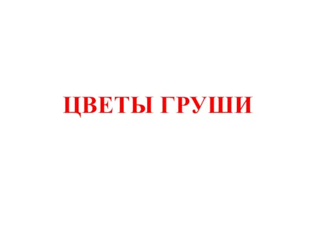 ЦВЕТЫ ГРУШИ