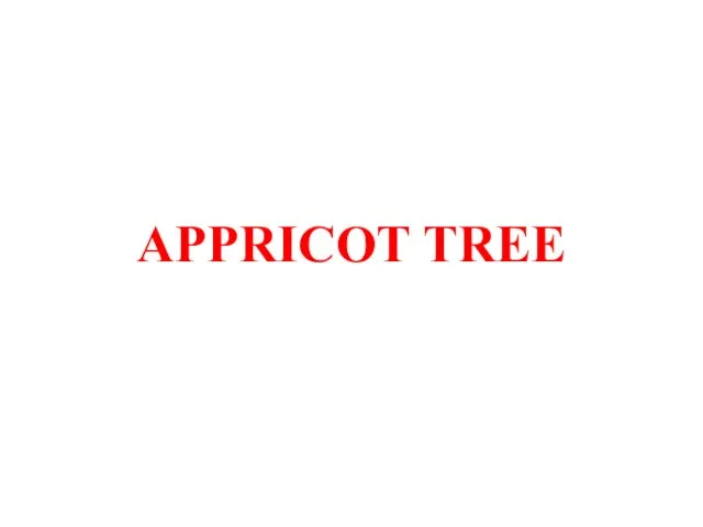 APPRICOT TREE