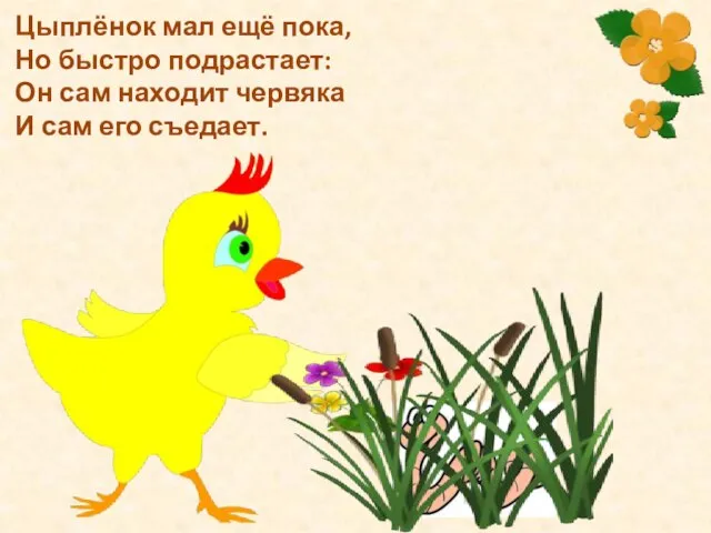 Цыплёнок мал ещё пока, Но быстро подрастает: Он сам находит червяка И сам его съедает.