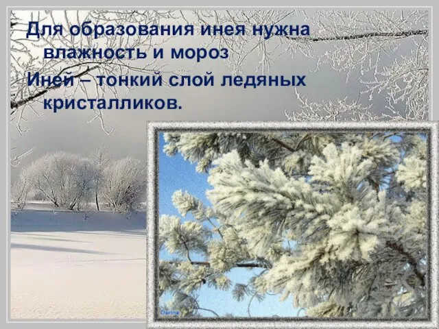 Для образования инея нужна влажность и мороз Иней – тонкий слой ледяных кристалликов.