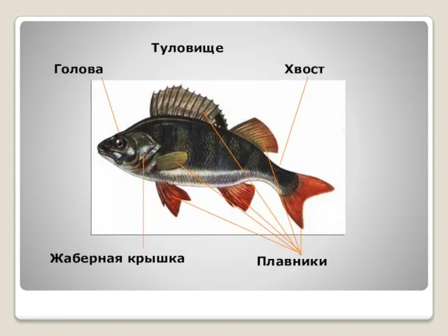 Туловище Голова Жаберная крышка Хвост Плавники