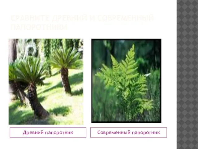 СРАВНИТЕ ДРЕВНИЙ И СОВРЕМЕННЫЙ ПАПОРОТНИКИ Древний папоротник Современный папоротник
