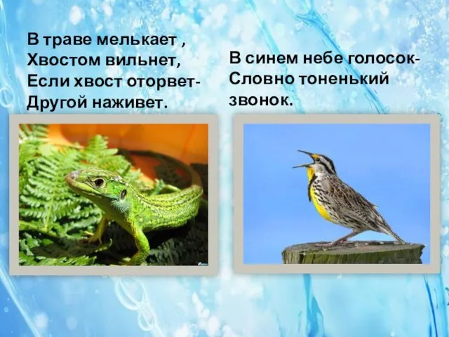 В траве мелькает , Хвостом вильнет, Если хвост оторвет- Другой наживет. В