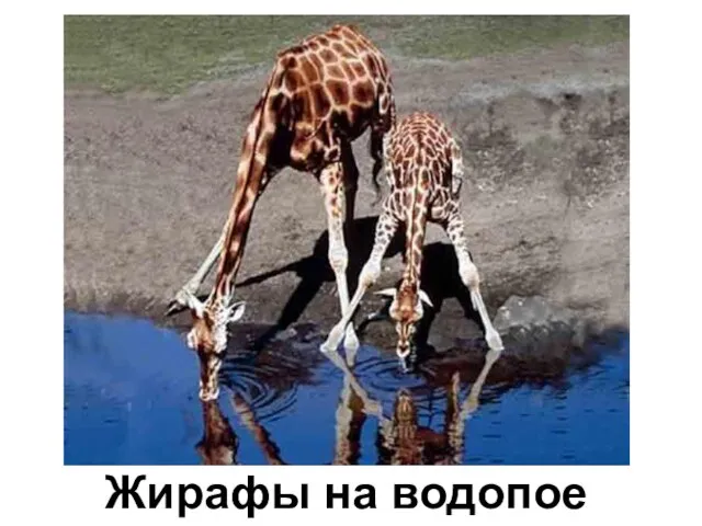 Жирафы на водопое