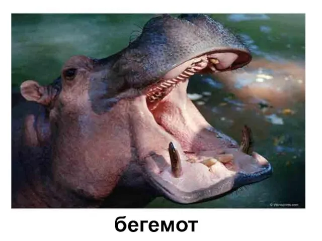 бегемот