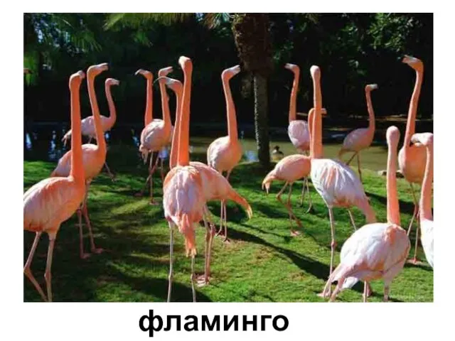 фламинго