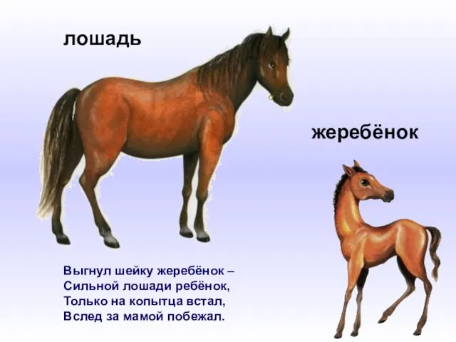 Выгнул шейку жеребёнок – Сильной лошади ребёнок, Только на копытца встал, Вслед