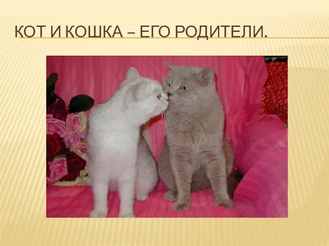 Кот и кошка – его родители.