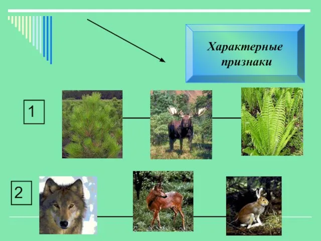 Характерные признаки 1 2