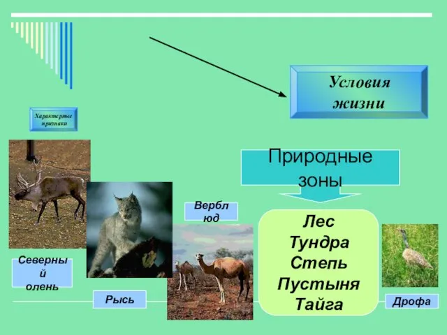 Условия жизни Характерные признаки Природные зоны Лес Тундра Степь Пустыня Тайга Дрофа Верблюд Рысь Северный олень