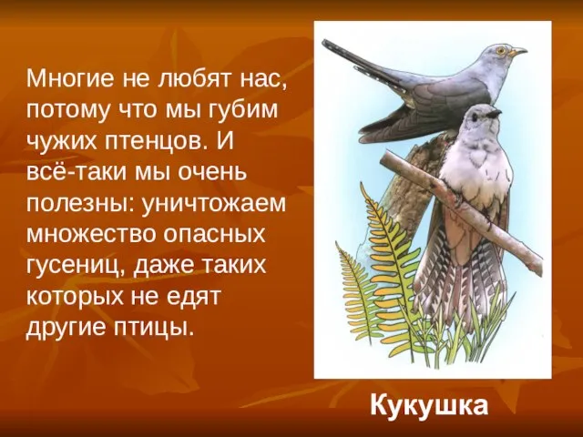 Кукушка Многие не любят нас, потому что мы губим чужих птенцов. И