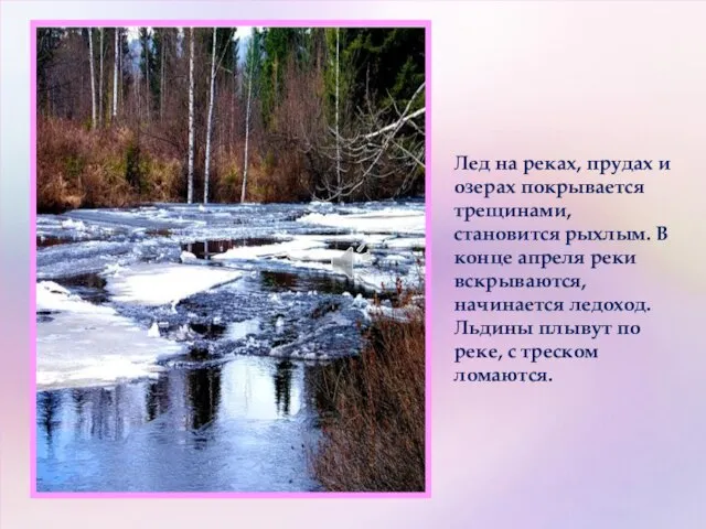 Лед на реках, прудах и озерах покрывается трещинами, становится рыхлым. В конце
