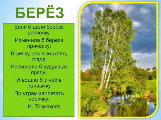 БЕРЁЗА Если б дали берёзе расчёску, Изменила б берёза причёску: В речку,