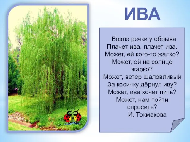 ИВА Возле речки у обрыва Плачет ива, плачет ива. Может, ей кого-то