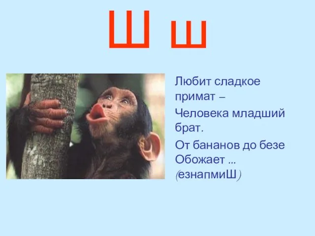 Ш ш Любит сладкое примат – Человека младший брат. От бананов до безе Обожает ... (езнапмиШ)