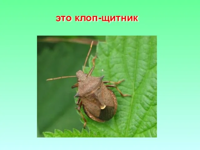 это клоп-щитник