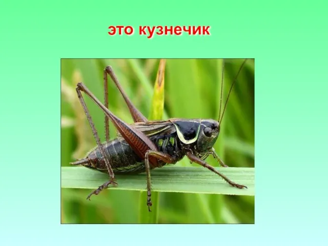 это кузнечик