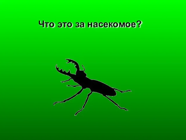 Что это за насекомое?