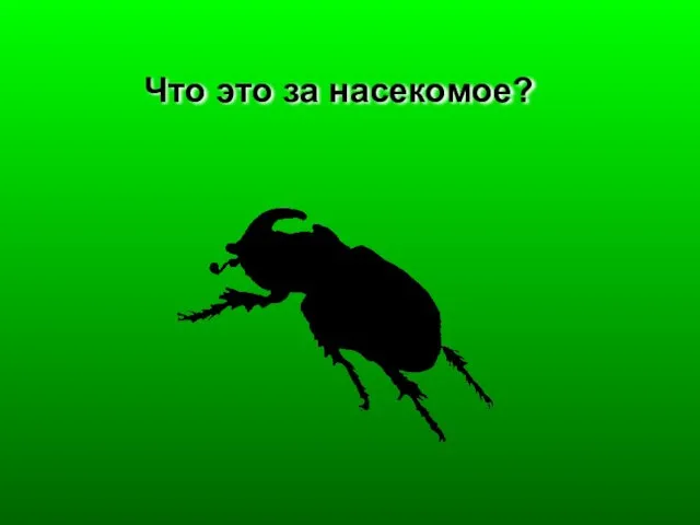 Что это за насекомое?