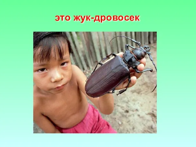 это жук-дровосек