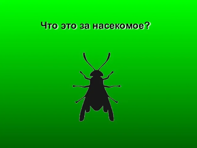 Что это за насекомое?