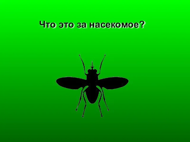 Что это за насекомое?