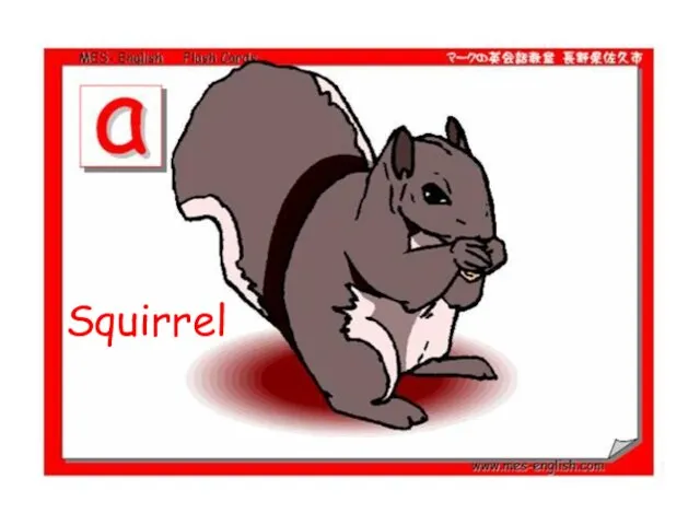 Squirrel