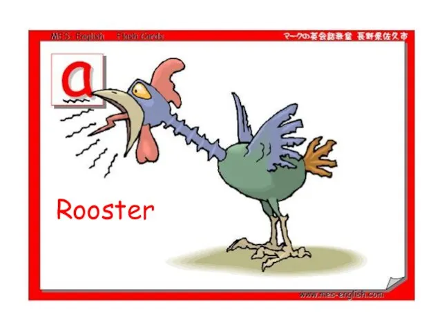 Rooster