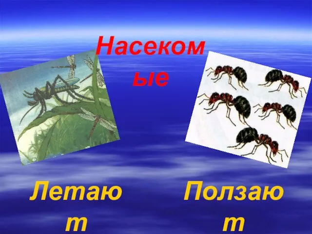 Насекомые Летают Ползают