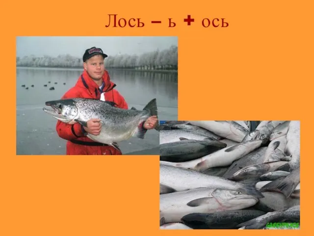 Лось – ь + ось