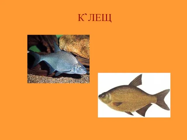 К`ЛЕЩ