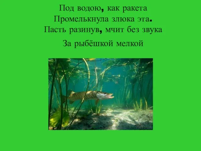 Под водою, как ракета Промелькнула злюка эта. Пасть разинув, мчит без звука За рыбёшкой мелкой