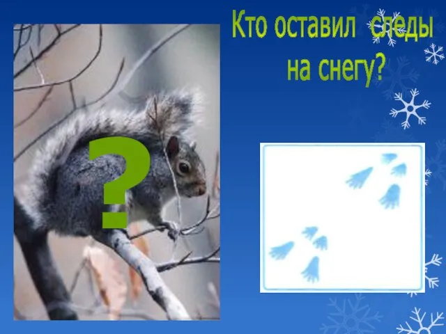 Кто оставил следы на снегу? ?