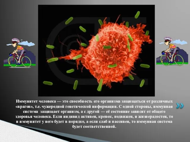 Иммунитет человека — это способность его организма защищаться от различных «врагов», т.е.