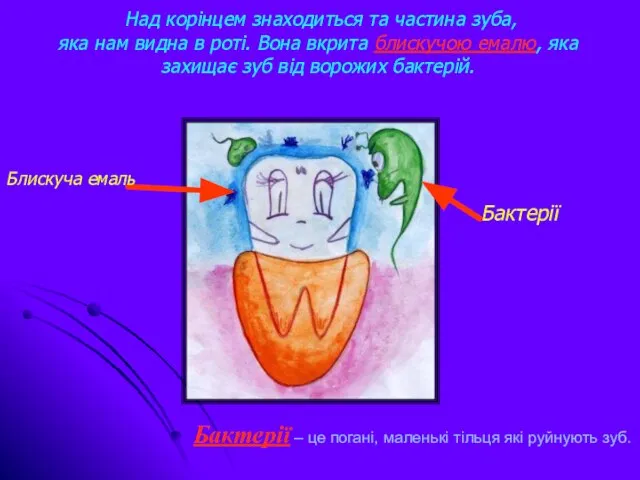 Над корінцем знаходиться та частина зуба, яка нам видна в роті. Вона