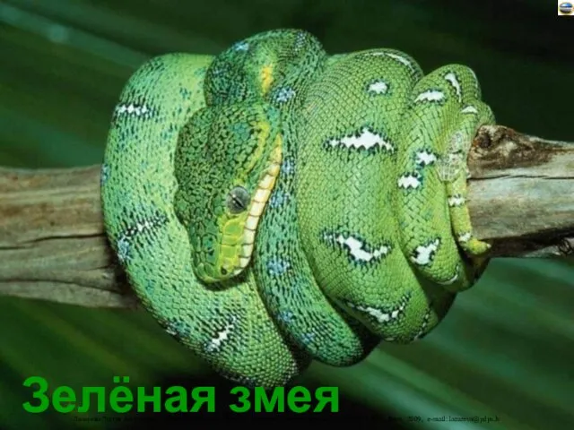 Зелёная змея