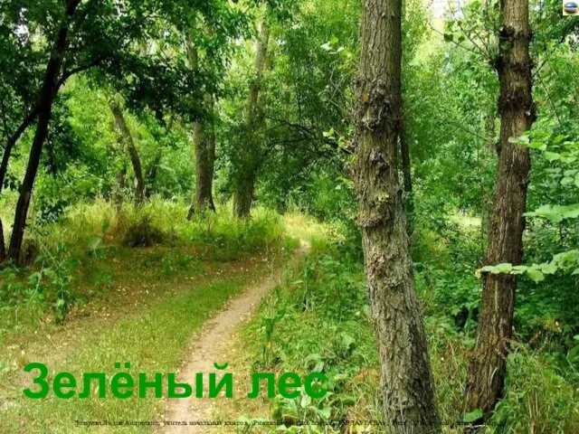 Зелёный лес