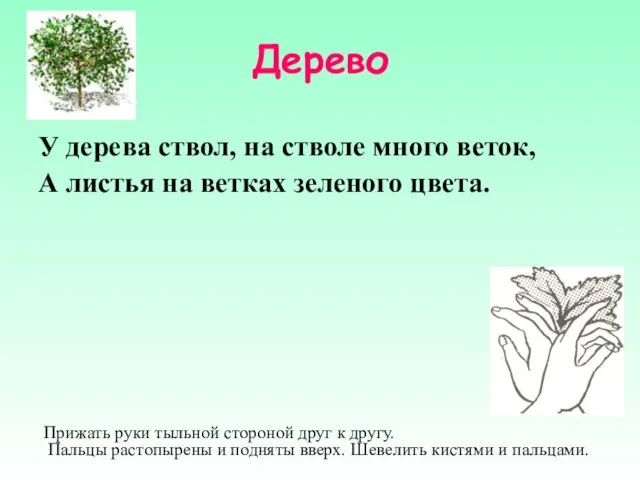 Дерево У дерева ствол, на стволе много веток, А листья на ветках